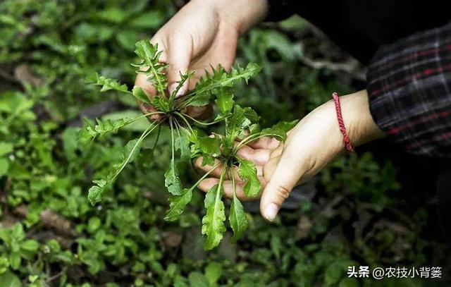 荠菜四季都能种，种植方法很简单！看完这篇文章你也能种出好荠菜