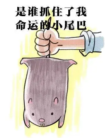 广东省竹鼠养殖(贺州竹鼠养殖业何去何从？最新消息来了)