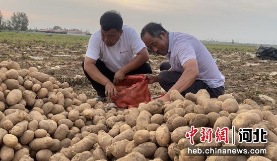 河北冀州：“订单”种植让土豆变“金豆”