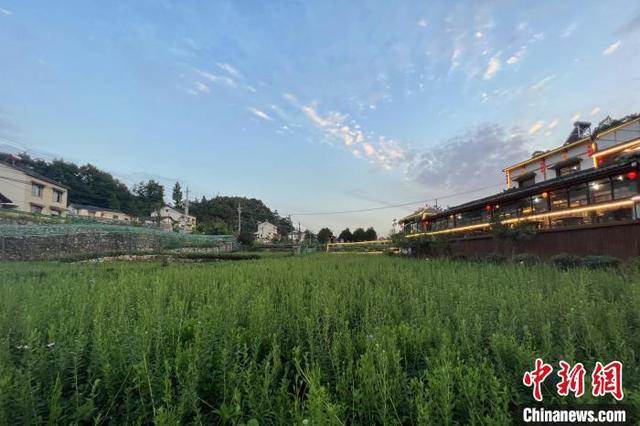 湖北宜昌牛扎坪村：“荒石包”上开出“致富花”