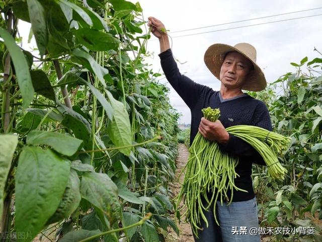 种植豆角记住这6点，豆角开花结荚多、落花落荚少、采收期延长