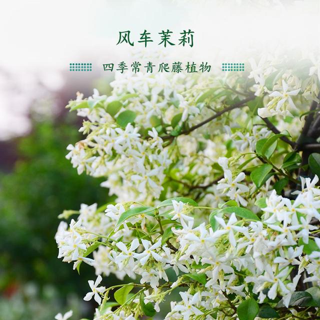 风车茉莉，小清新香水花墙，花量小长势慢，从这六方面找原因