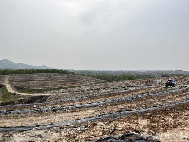 “吃”专用基质 “喝”智能滴灌水，广水蓝莓种植“科技范”十足