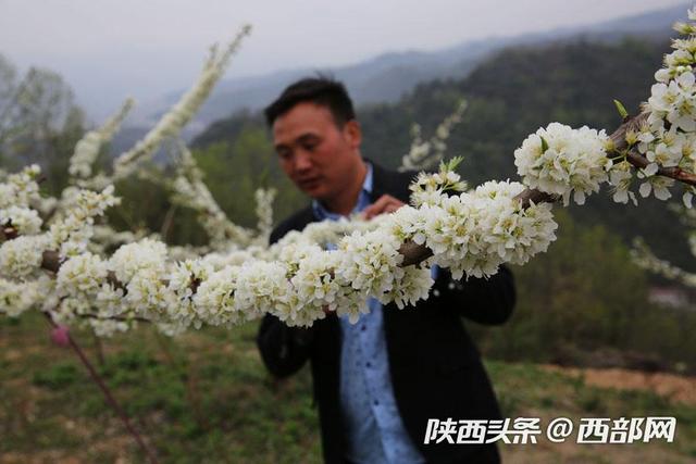 石泉小伙放弃几十万工程生意回乡种树 投300万成陕南蜂糖李第一人