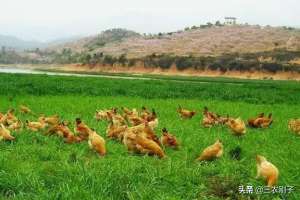 养殖土鸡(养土鸡降低成本有诀窍，每天喂土鸡两遍混合饲料，三分钟就能看懂)