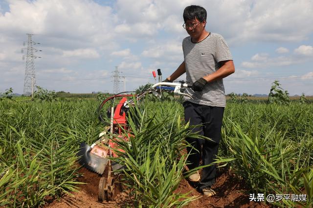 20余万亩小黄姜管护忙！罗平：农技人员服务姜农助稳产增收