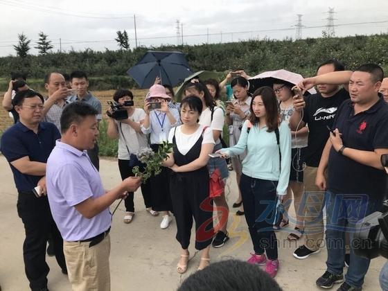 媒眼看烟台：生金泊村——不老莓里的不老致富经