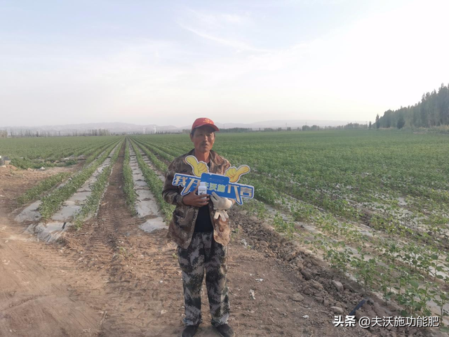 棉花施什么肥效果好？