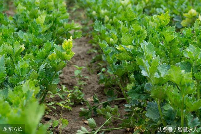 种植香菜芹菜难出苗？教你简单2招一学就会，保证出苗蹭蹭的