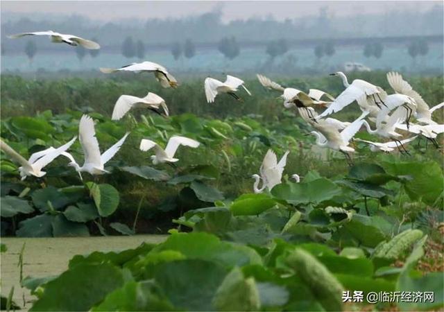 郯城：采莲湖畔生态好 美景迷住白鹭鸟