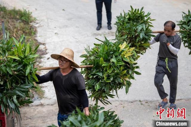 贵州从江：中药材淫羊藿采收忙