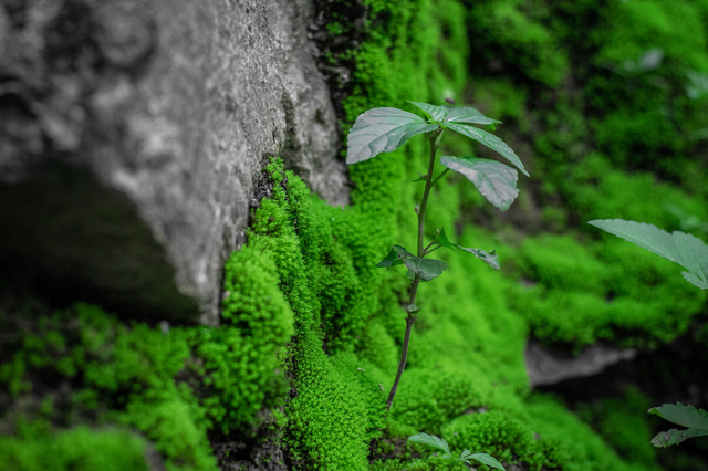 青苔如何养殖？做好3点，养出的青苔碧绿又养眼