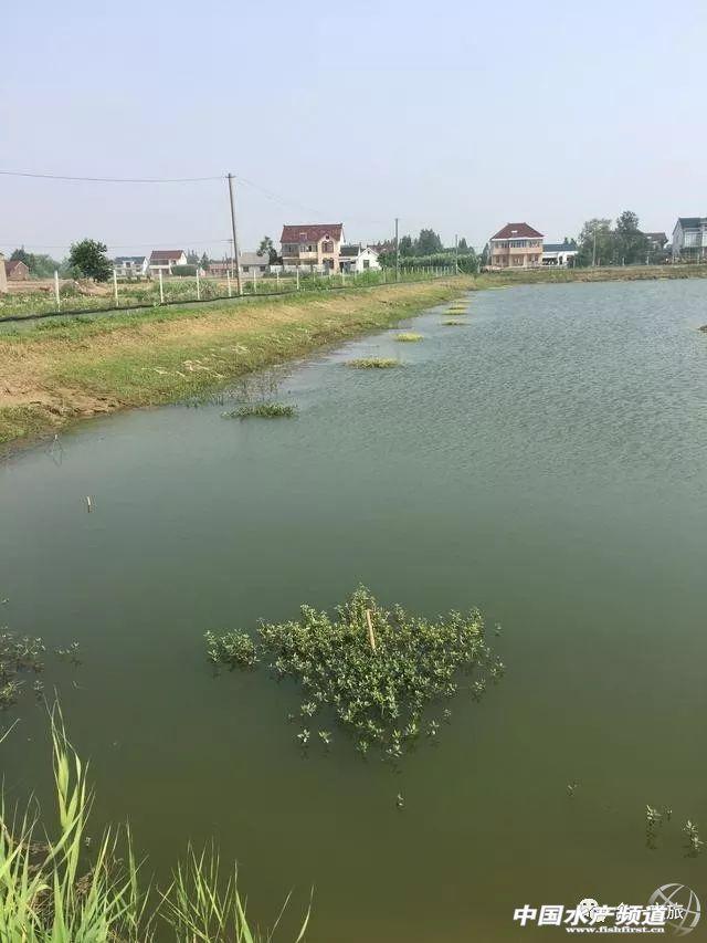 三分钟掌握水草与小龙虾养殖的关系