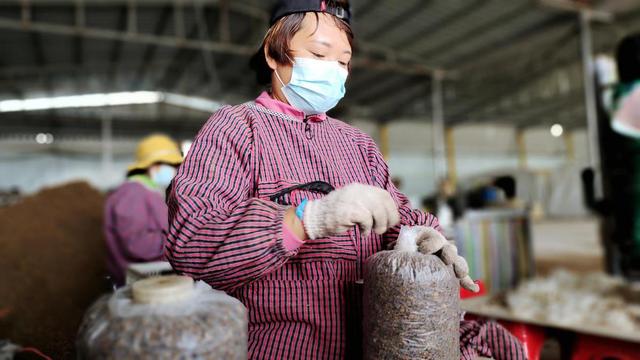 开封市尉氏县朱曲镇：蘑菇产业助力乡村振兴