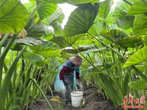 湖南种植槟榔(汝城县井坡镇：香芋基地绿意浓 铺就产业富“芋”路)