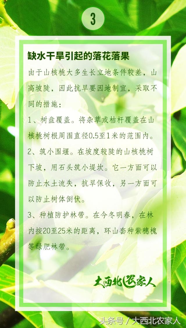 果农种植核桃树早期预防，防止落花落果很重要