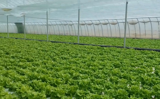 生菜适合水培种植，口感好产量高，每茬种植成本也很低