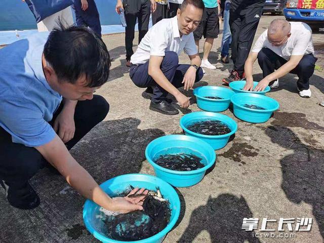 1850万尾“夏花”落户湘江，改善母亲河生态和水质