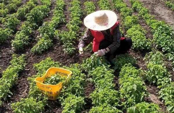 打造家门口的中草药科普园，金山这个地方让中医药服务变得“触手可及”