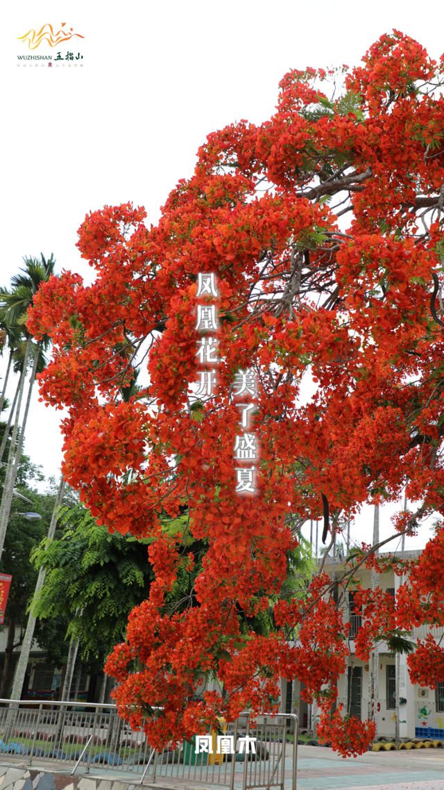 五指山市的“市花市树”，你一定要知道的风景线