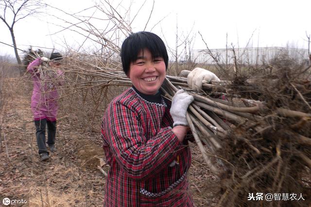 桃树如何种植能1年栽植，第二年就挂果？这3点生长规律要知道