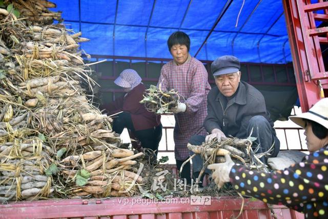 山东郯城：“太空莲”种植忙