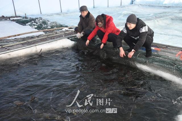 黑龙江黑河：隆冬时节 网箱养殖的鲟鳇鱼开始上市