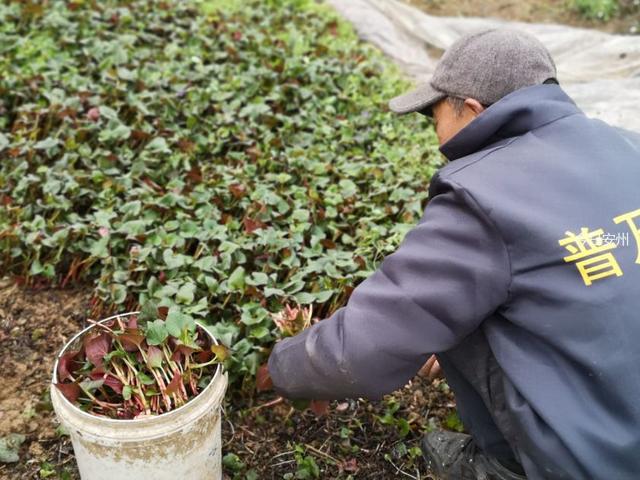 湖北大叔种植鱼腥草，开发附加产品让草价翻十倍，一年销售千万元