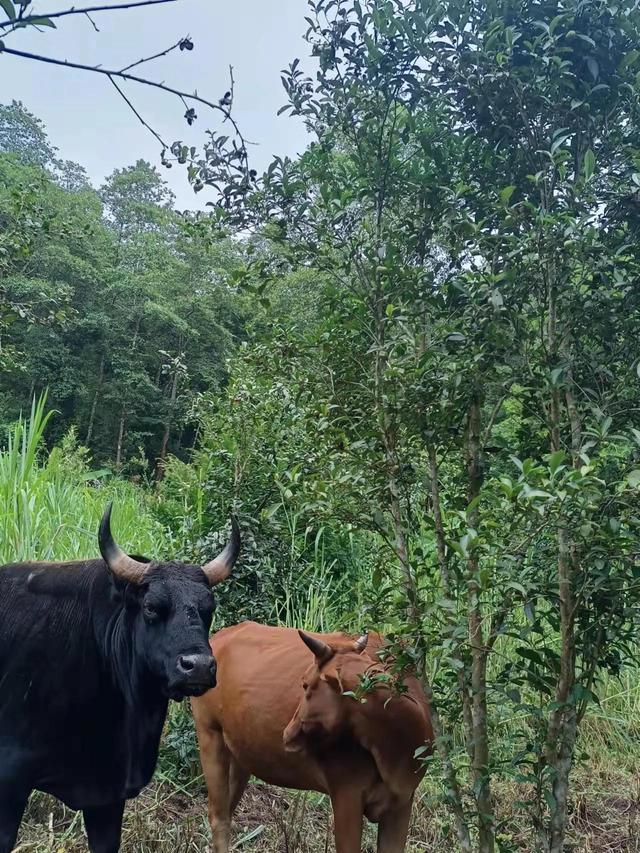 万亩森林有机茶和“江挝牛”的诞生地