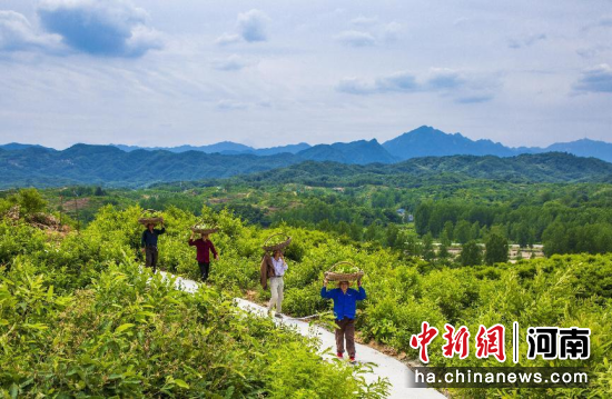 河南鲁山：柞蚕养殖“破茧成蝶”