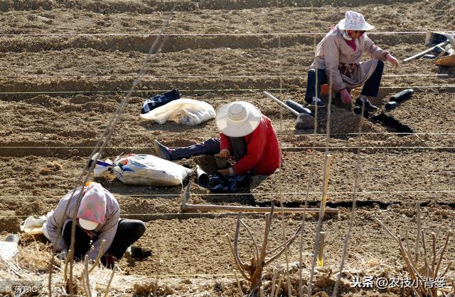 要想花椒长得好、产量高，这些种植管理方法不可少！