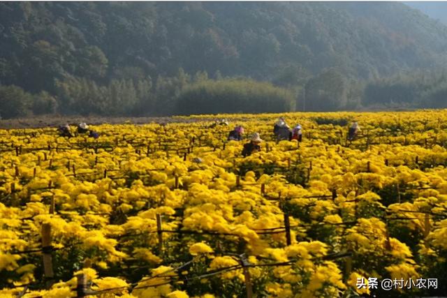 在农村创业，这6个销路好的种植项目，你觉得哪个最有前景？