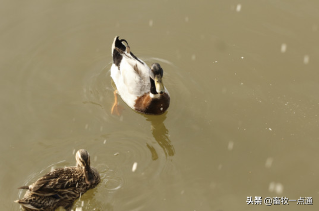 种用番鸭的饲养管理