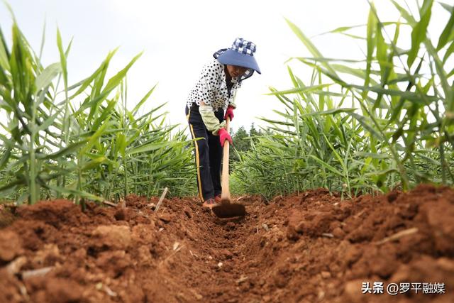 20余万亩小黄姜管护忙！罗平：农技人员服务姜农助稳产增收