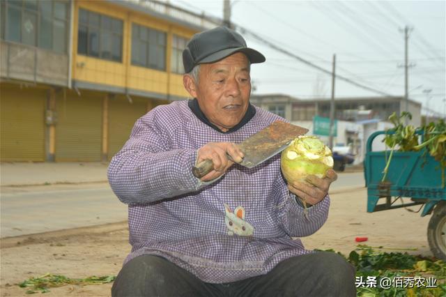 农村有种植物，为冬季特色蔬菜，儿时顿顿吃，如今很稀有