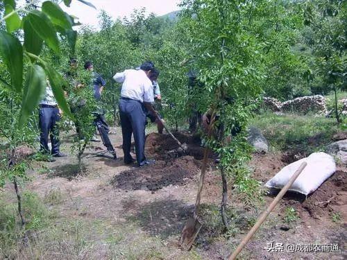 红枣的种植方法和管理技巧！