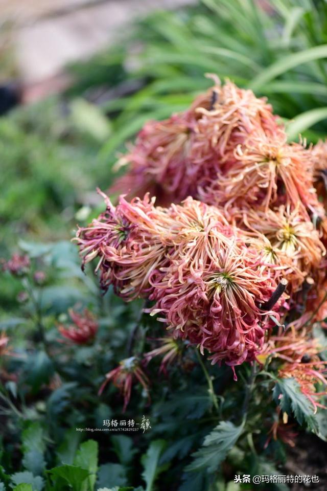 速冻后的花园植物们，你还活着吗？｜园丁