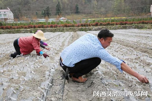 石泉小伙放弃几十万工程生意回乡种树 投300万成陕南蜂糖李第一人