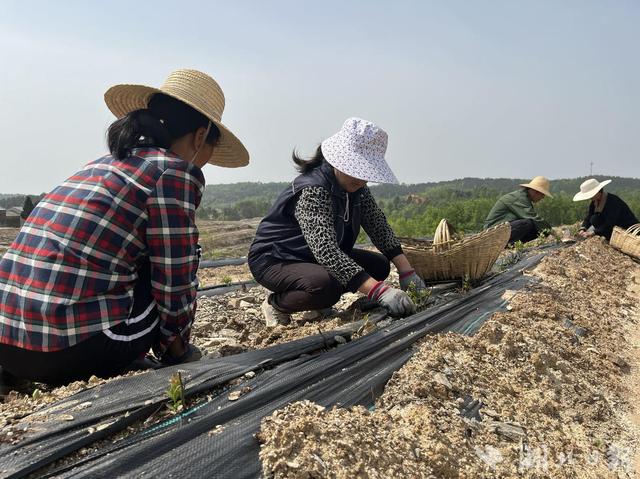 “吃”专用基质 “喝”智能滴灌水，广水蓝莓种植“科技范”十足