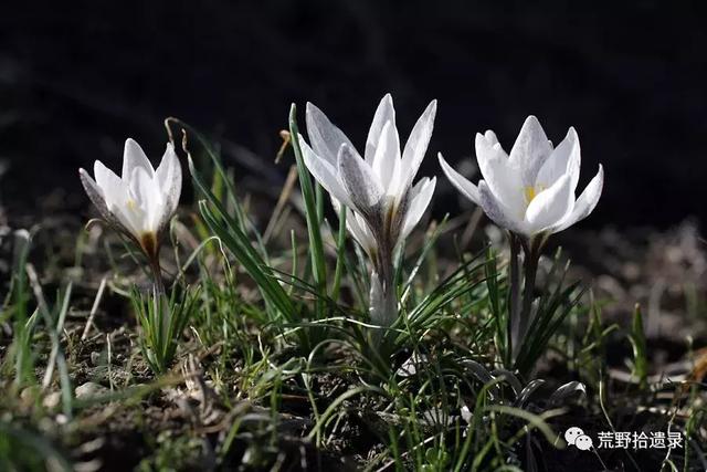 白番红花 Crocus alatavicus.（新疆野百合、顶冰花）