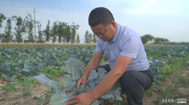 济宁特菜种植大户孔祥宏：我致富了，想让身边的人日子过得也更好