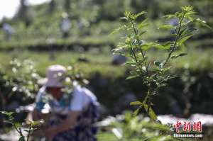 花椒种植地区(贵州晴隆山村种植花椒令石漠转绿农户增收)