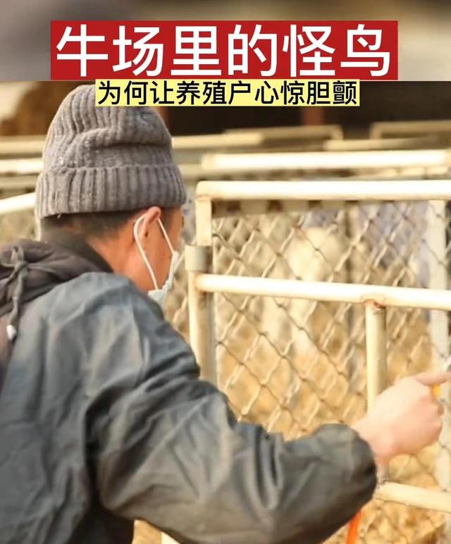 山东大叔牛场飞来上千只黑鸟，担心传染疾病5天消1次毒，怎么办？