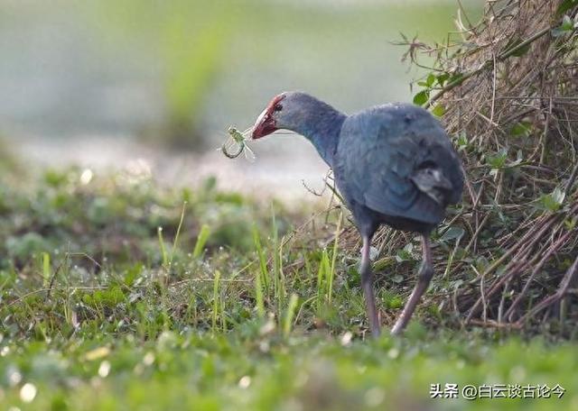 世界上最珍贵的6种鸡，中国名鸡仅排末尾，榜首1只鸡就能换套豪宅