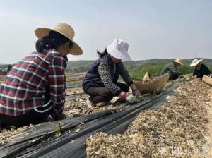 蓝莓种植基地用什么水(“吃”专用基质 “喝”智能滴灌水，广水蓝莓种植“科技范”十足)