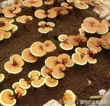 看到这些种植项目，寒从心来好没良心的人，农业也骗