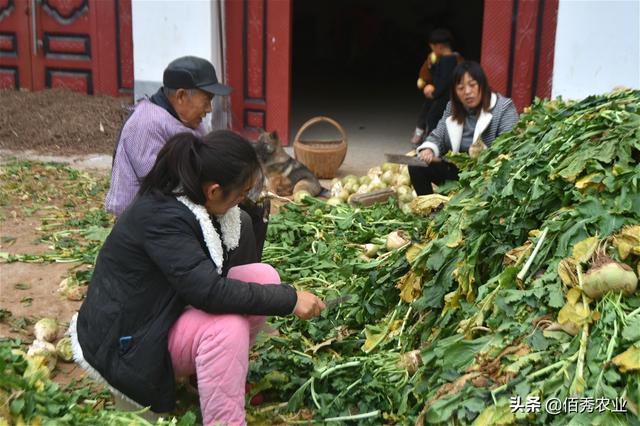 农村有种植物，为冬季特色蔬菜，儿时顿顿吃，如今很稀有