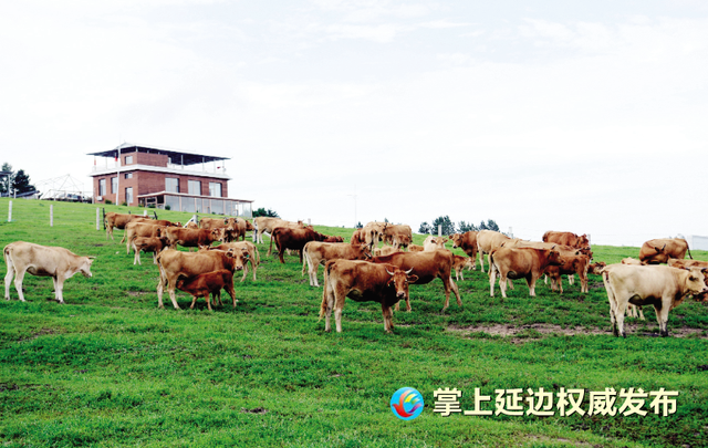 牵住“黄牛”鼻子 闯出“黄金”路子 ——延边州黄牛产业发展综述