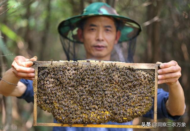 蜜蜂养殖方法这7个方面到位，就不怕养不好蜜蜂