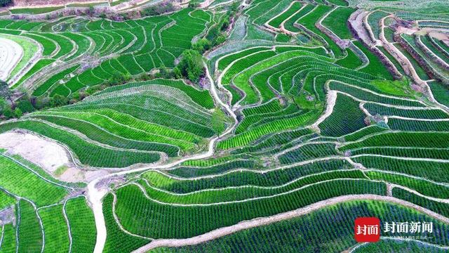 全国海拔最高的茭白种在大凉山 每年可为乡亲创收上亿元